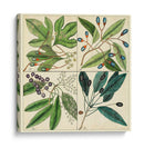 Catesby Hoja Cuadrante I - Mark Catesby | Cuadro decorativo de Canvas Lab
