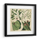 Catesby Hoja Cuadrante Ii - Mark Catesby | Cuadro decorativo de Canvas Lab