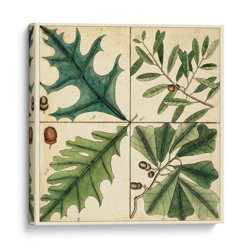 Catesby Hoja Cuadrant Iii - Mark Catesby | Cuadro decorativo de Canvas Lab