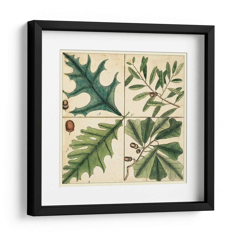 Catesby Hoja Cuadrant Iii - Mark Catesby | Cuadro decorativo de Canvas Lab