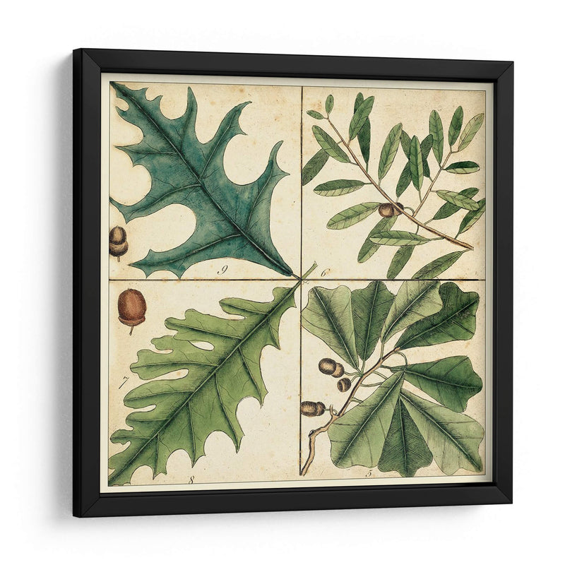 Catesby Hoja Cuadrant Iii - Mark Catesby | Cuadro decorativo de Canvas Lab