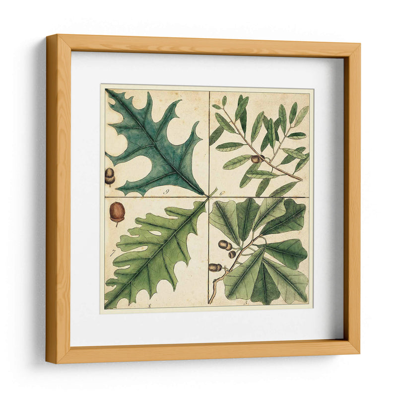 Catesby Hoja Cuadrant Iii - Mark Catesby | Cuadro decorativo de Canvas Lab