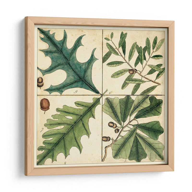 Catesby Hoja Cuadrant Iii - Mark Catesby | Cuadro decorativo de Canvas Lab