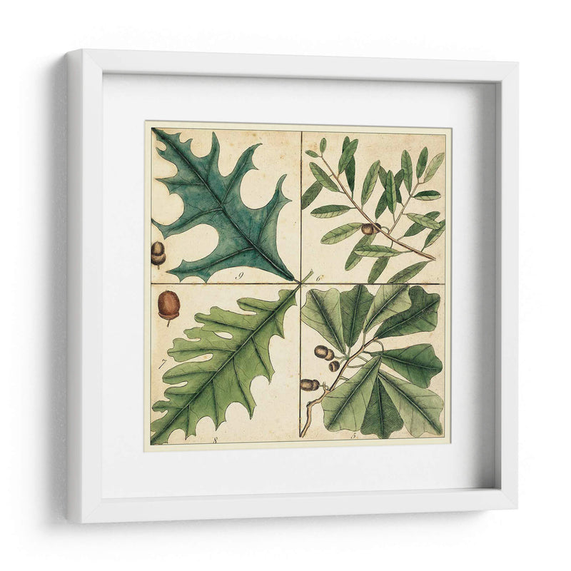 Catesby Hoja Cuadrant Iii - Mark Catesby | Cuadro decorativo de Canvas Lab