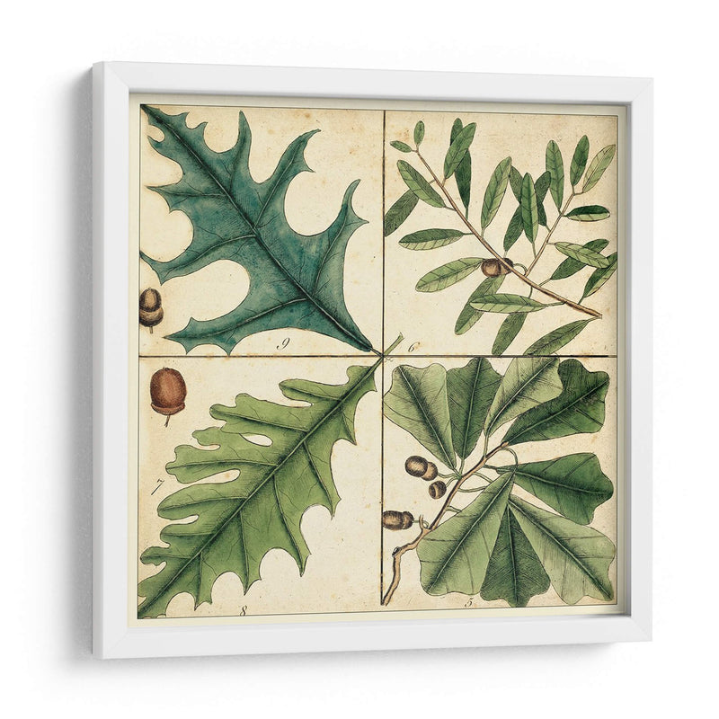 Catesby Hoja Cuadrant Iii - Mark Catesby | Cuadro decorativo de Canvas Lab