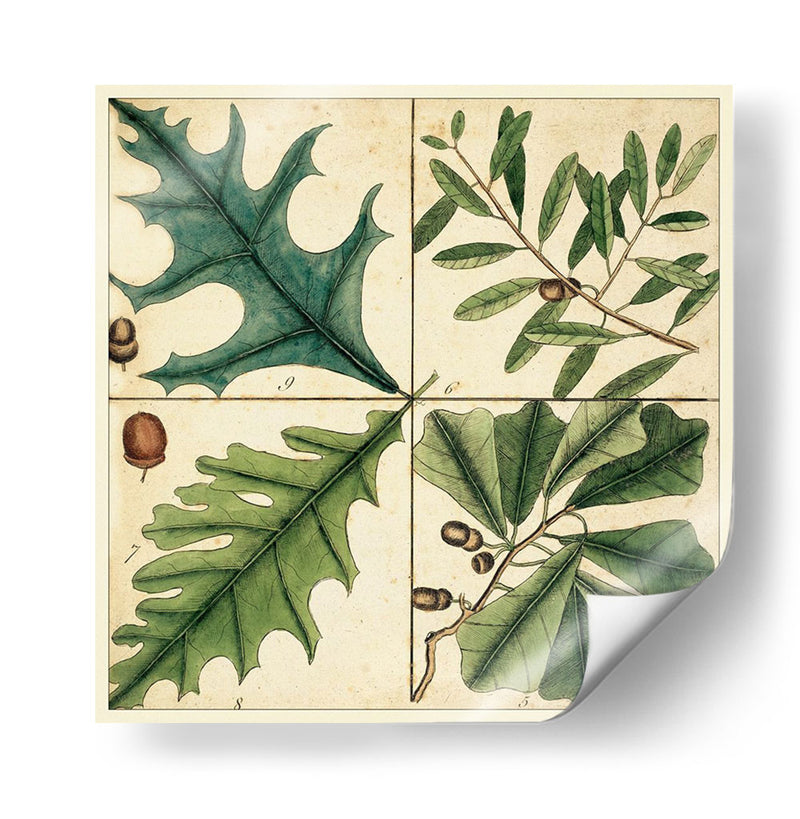 Catesby Hoja Cuadrant Iii - Mark Catesby | Cuadro decorativo de Canvas Lab