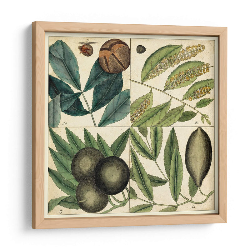 Catesby Hoja Cuadrante Iv - Mark Catesby | Cuadro decorativo de Canvas Lab