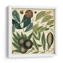 Catesby Hoja Cuadrante Iv - Mark Catesby | Cuadro decorativo de Canvas Lab