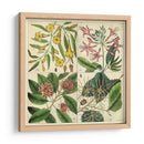 Catesby Cuadrante Botánico I - Mark Catesby | Cuadro decorativo de Canvas Lab