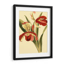 Mini Esplendor De Orquídeas I - Vision Studio | Cuadro decorativo de Canvas Lab