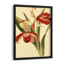 Mini Esplendor De Orquídeas I - Vision Studio | Cuadro decorativo de Canvas Lab