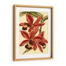 Mini Splendor Ii De Orchid - Vision Studio | Cuadro decorativo de Canvas Lab