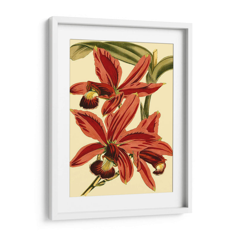 Mini Splendor Ii De Orchid - Vision Studio | Cuadro decorativo de Canvas Lab