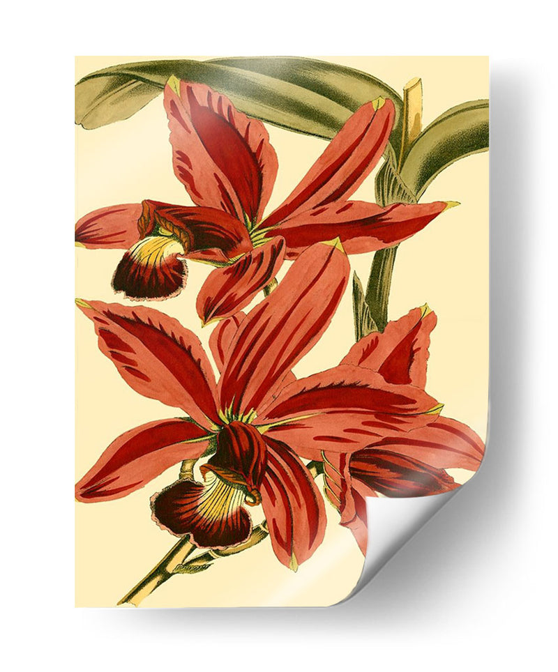 Mini Splendor Ii De Orchid - Vision Studio | Cuadro decorativo de Canvas Lab