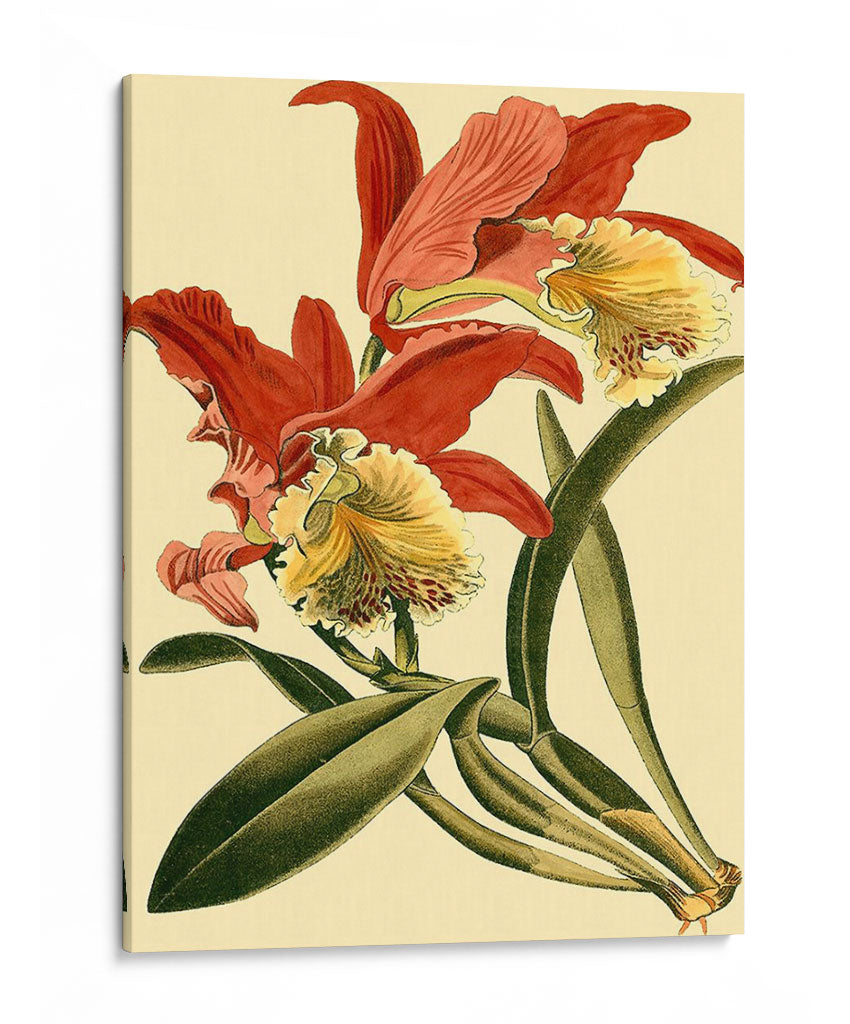 Mini Esplendor De Orquídea Iv - Vision Studio | Cuadro decorativo de Canvas Lab