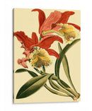 Mini Esplendor De Orquídea Iv - Vision Studio | Cuadro decorativo de Canvas Lab