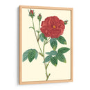 Belleza Carmesí I - Turpin | Cuadro decorativo de Canvas Lab