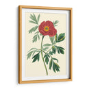 Crimson Beauty Iii - Turpin | Cuadro decorativo de Canvas Lab