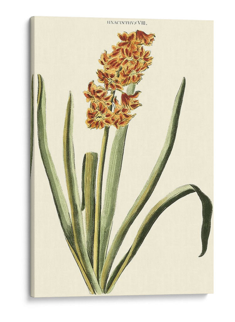 Antiguo Hyacinth Viii - J.N. Fitch | Cuadro decorativo de Canvas Lab