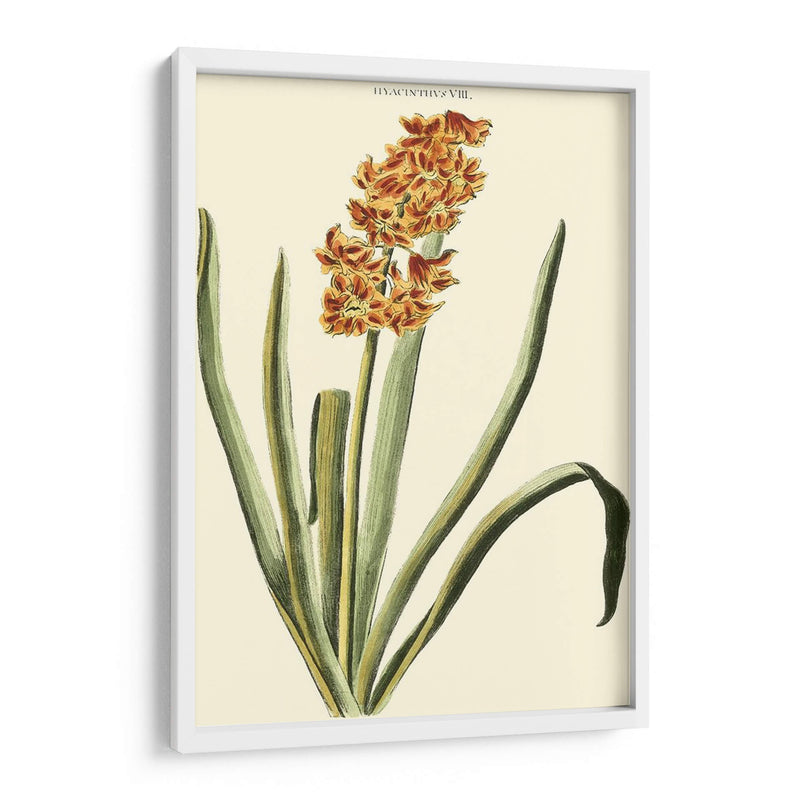 Antiguo Hyacinth Viii - J.N. Fitch | Cuadro decorativo de Canvas Lab