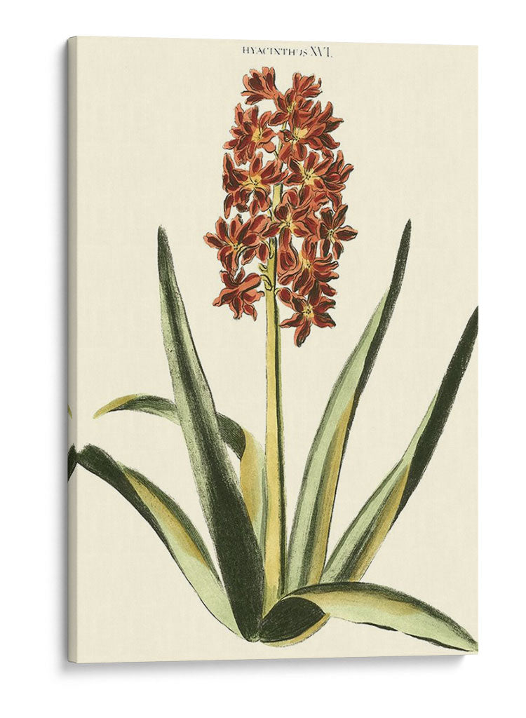 Hyacinth Xvi Antiguo - J.N. Fitch | Cuadro decorativo de Canvas Lab