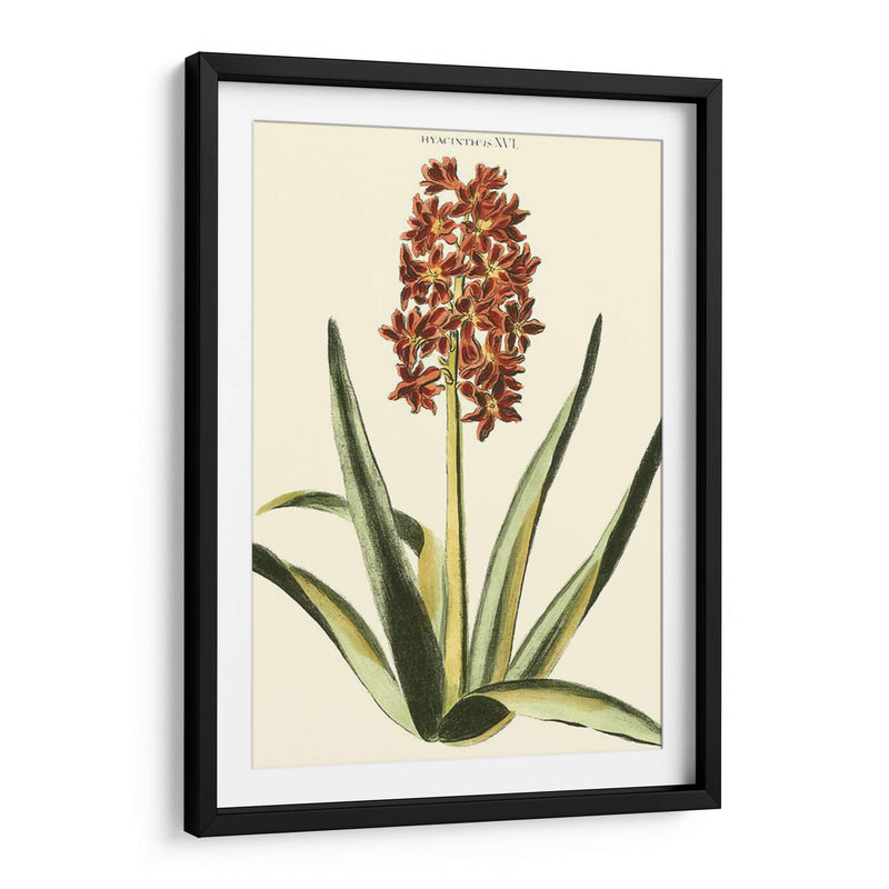 Hyacinth Xvi Antiguo - J.N. Fitch | Cuadro decorativo de Canvas Lab