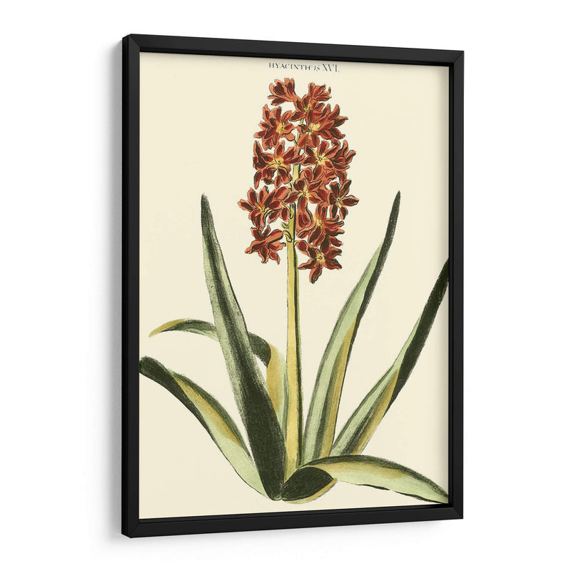 Hyacinth Xvi Antiguo - J.N. Fitch | Cuadro decorativo de Canvas Lab