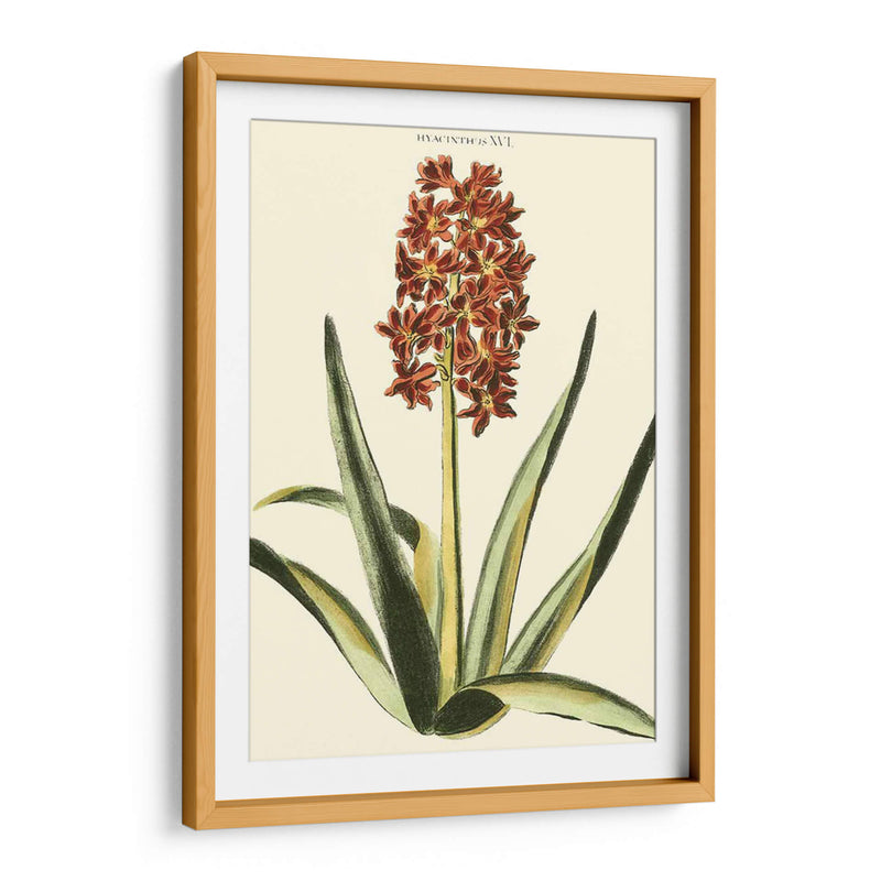 Hyacinth Xvi Antiguo - J.N. Fitch | Cuadro decorativo de Canvas Lab