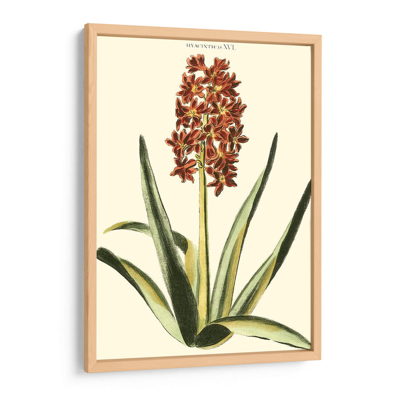 Hyacinth Xvi Antiguo - J.N. Fitch | Cuadro decorativo de Canvas Lab