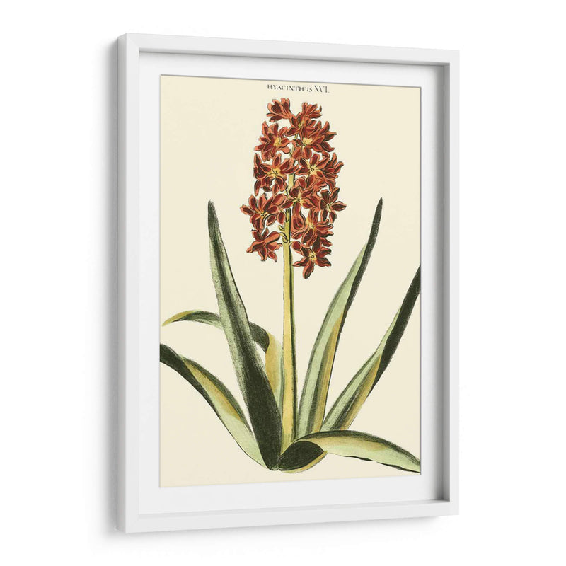 Hyacinth Xvi Antiguo - J.N. Fitch | Cuadro decorativo de Canvas Lab