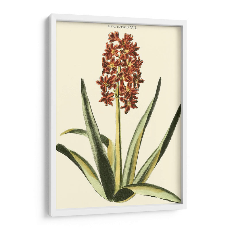 Hyacinth Xvi Antiguo - J.N. Fitch | Cuadro decorativo de Canvas Lab