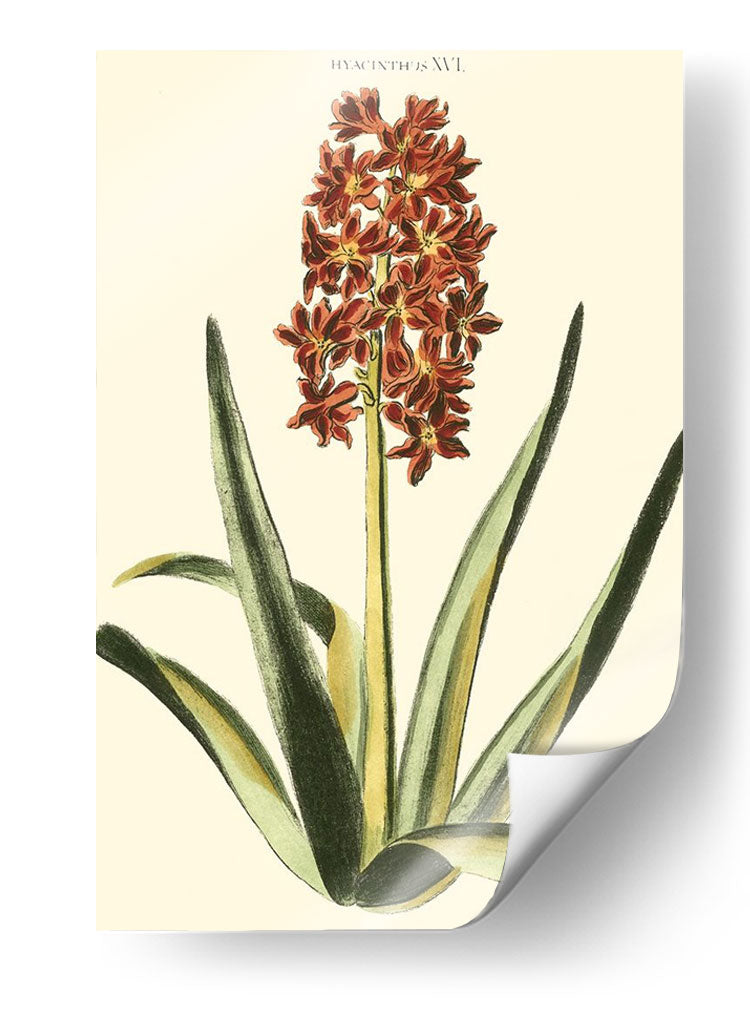 Hyacinth Xvi Antiguo - J.N. Fitch | Cuadro decorativo de Canvas Lab