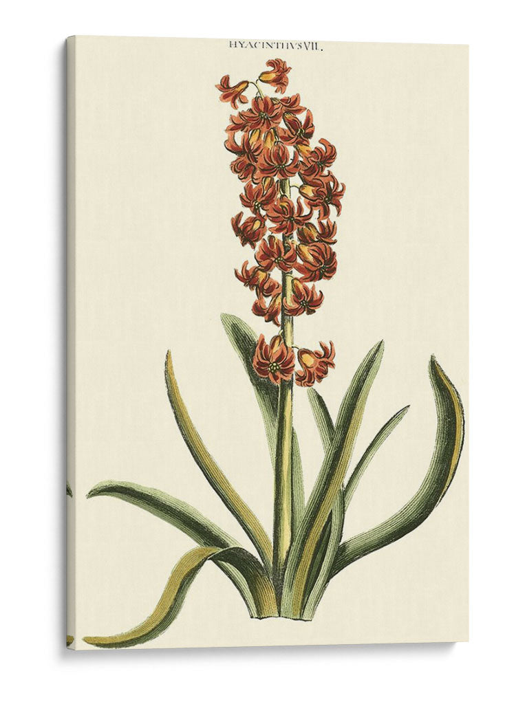 Hyacinth Vii Antiguo - J.N. Fitch | Cuadro decorativo de Canvas Lab