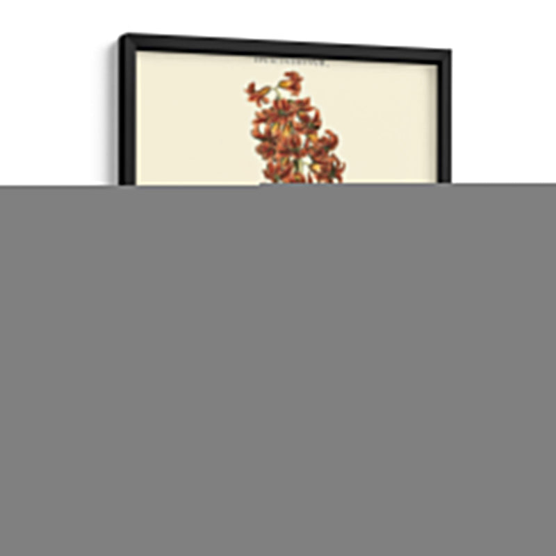 Hyacinth Vii Antiguo - J.N. Fitch | Cuadro decorativo de Canvas Lab