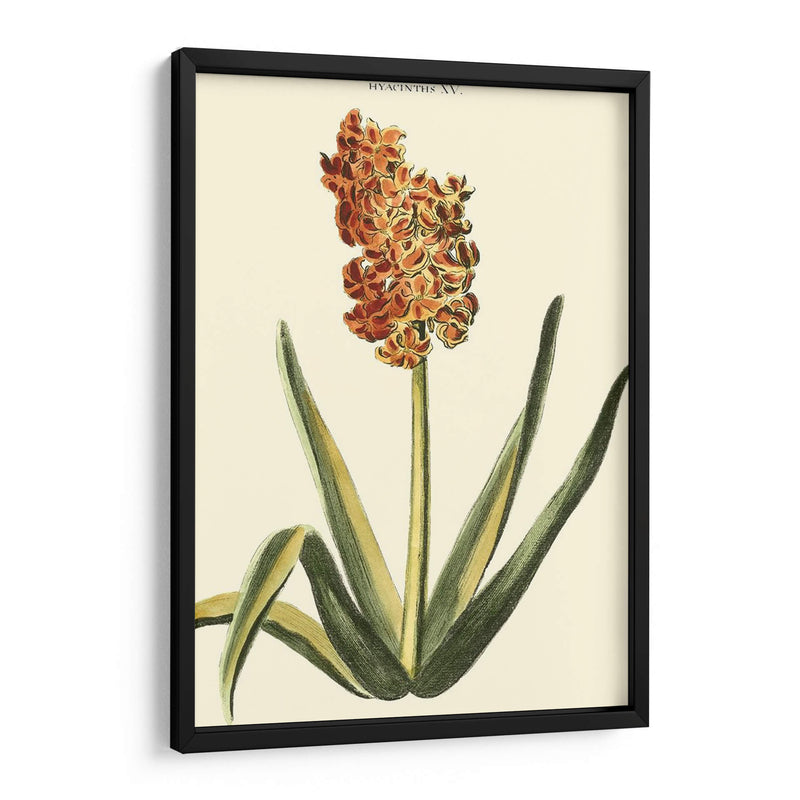 Hyacinth Xv Antiguo - J.N. Fitch | Cuadro decorativo de Canvas Lab