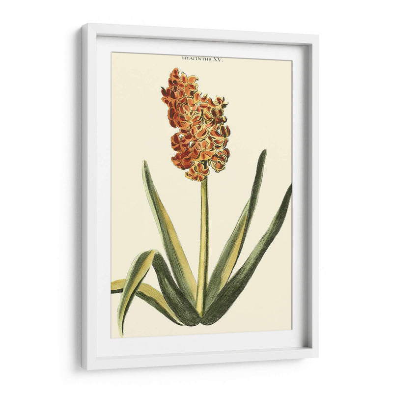 Hyacinth Xv Antiguo - J.N. Fitch | Cuadro decorativo de Canvas Lab