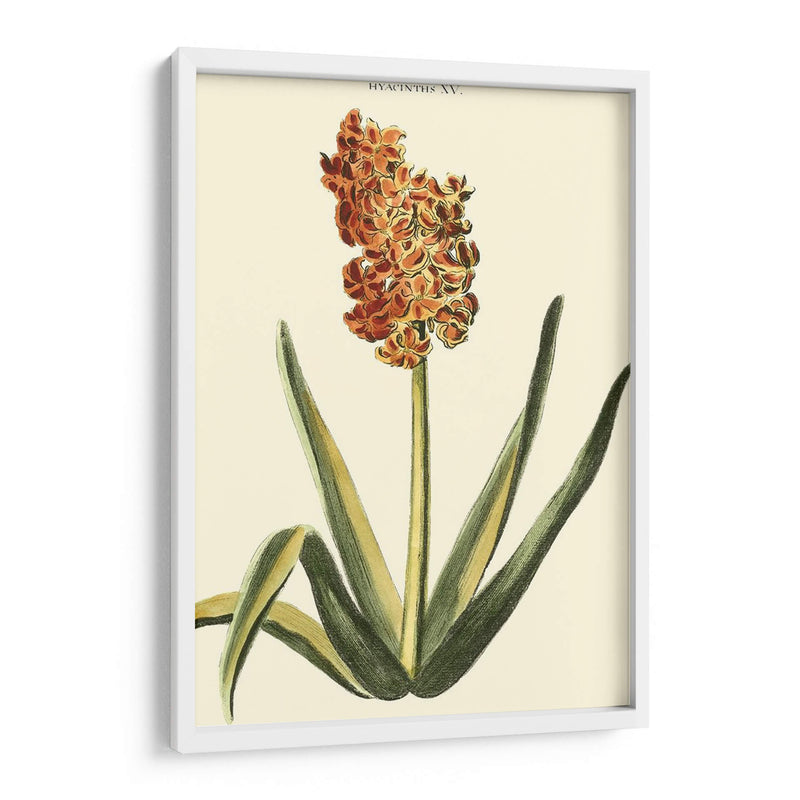 Hyacinth Xv Antiguo - J.N. Fitch | Cuadro decorativo de Canvas Lab