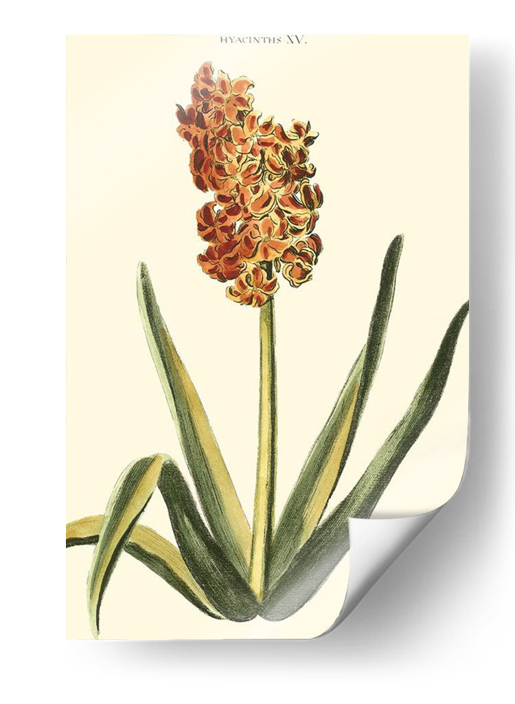 Hyacinth Xv Antiguo - J.N. Fitch | Cuadro decorativo de Canvas Lab