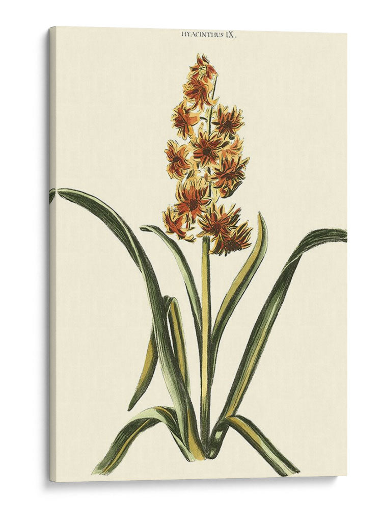 Hyacinth Ix Antiguo - J.N. Fitch | Cuadro decorativo de Canvas Lab