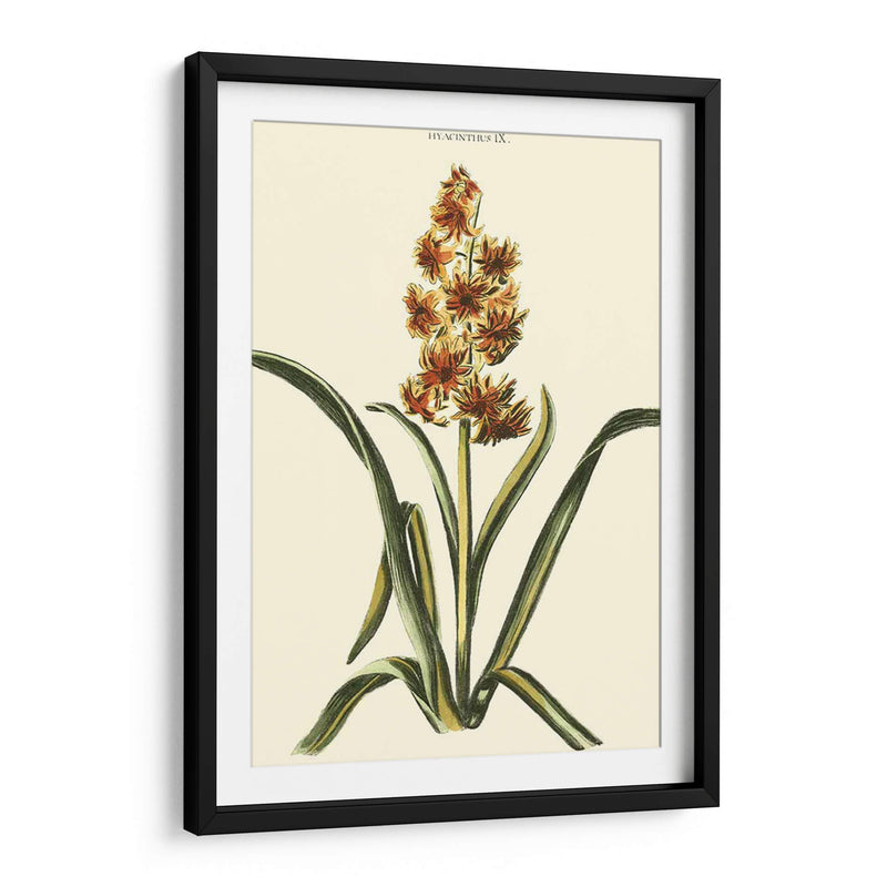 Hyacinth Ix Antiguo - J.N. Fitch | Cuadro decorativo de Canvas Lab