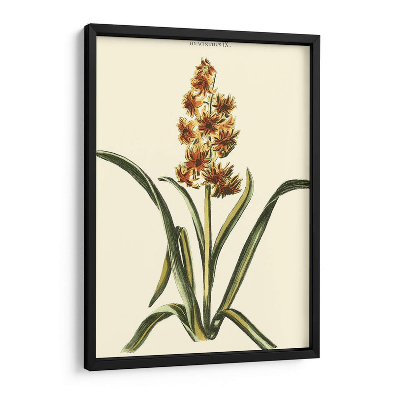 Hyacinth Ix Antiguo - J.N. Fitch | Cuadro decorativo de Canvas Lab