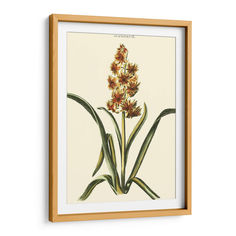 Hyacinth Ix Antiguo - J.N. Fitch | Cuadro decorativo de Canvas Lab