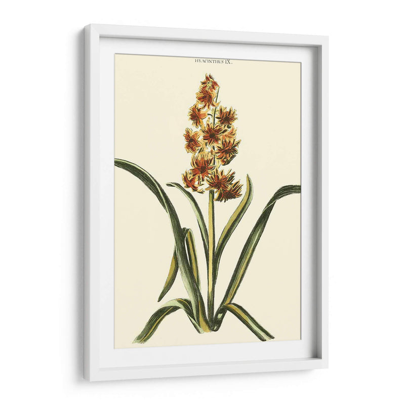 Hyacinth Ix Antiguo - J.N. Fitch | Cuadro decorativo de Canvas Lab