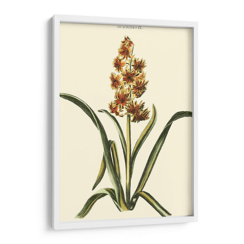 Hyacinth Ix Antiguo - J.N. Fitch | Cuadro decorativo de Canvas Lab