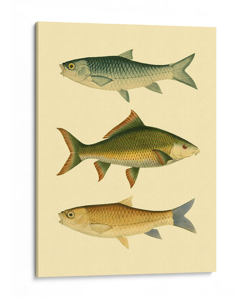 Pescado Antiguo I - Ernest Briggs | Cuadro decorativo de Canvas Lab