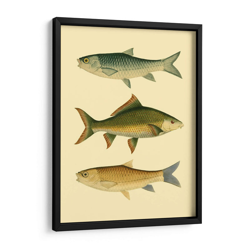 Pescado Antiguo I - Ernest Briggs | Cuadro decorativo de Canvas Lab