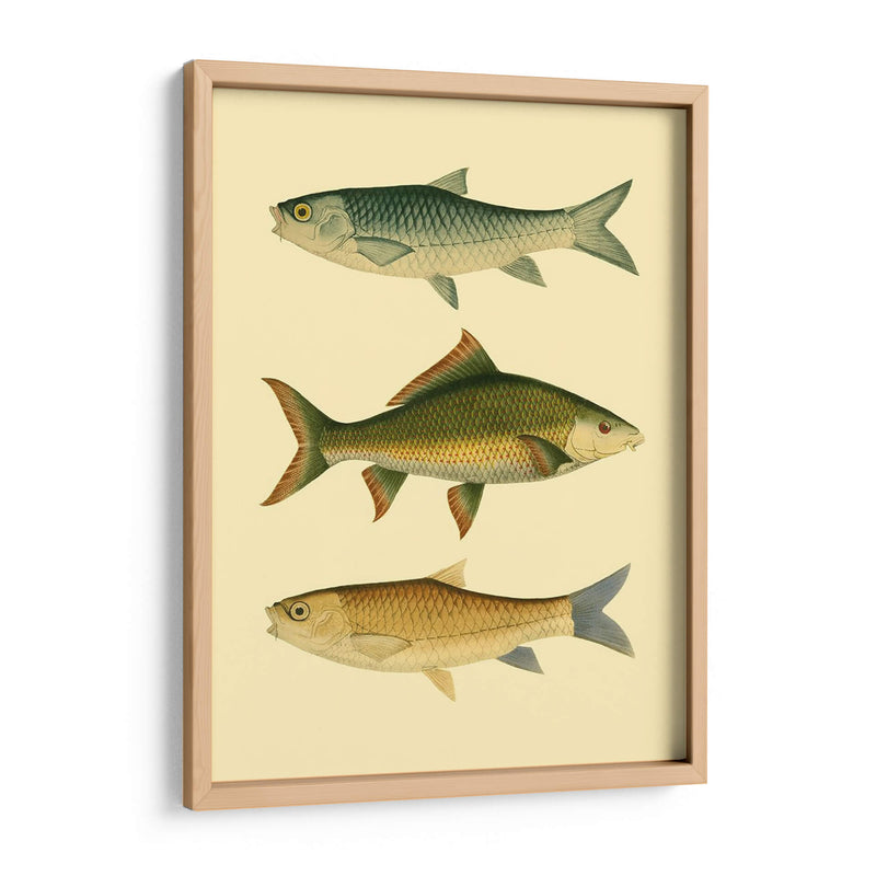 Pescado Antiguo I - Ernest Briggs | Cuadro decorativo de Canvas Lab