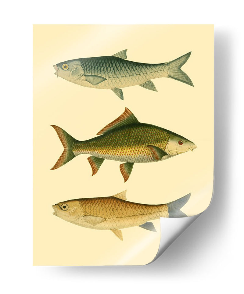 Pescado Antiguo I - Ernest Briggs | Cuadro decorativo de Canvas Lab