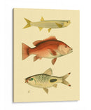 Peces Antiguos Ii - Ernest Briggs | Cuadro decorativo de Canvas Lab