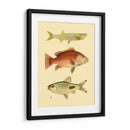 Peces Antiguos Ii - Ernest Briggs | Cuadro decorativo de Canvas Lab